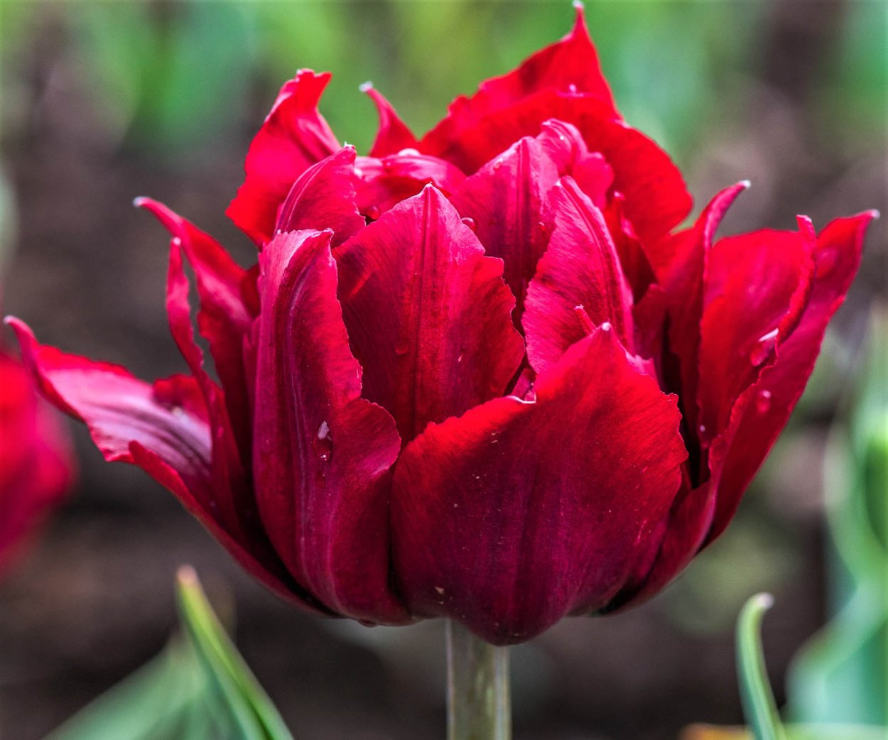 Тюльпан махровый Emblazon