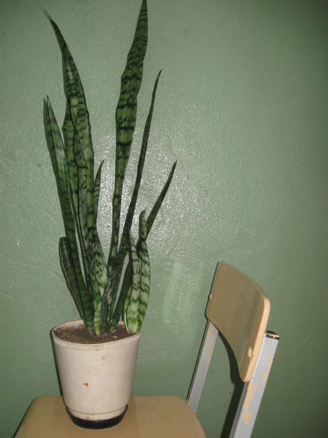 Тёщин язык цветок цветение