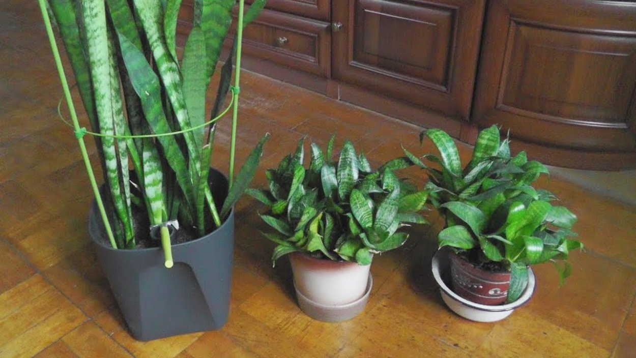 Тещин язык растение