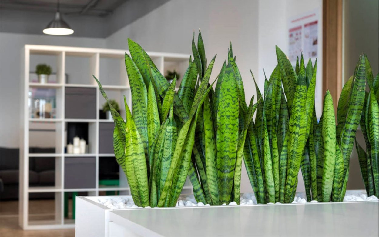 Сансевьера щучий хвост