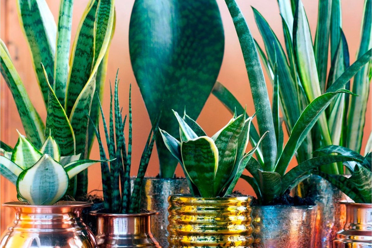 Сансевиерия Тещин язык