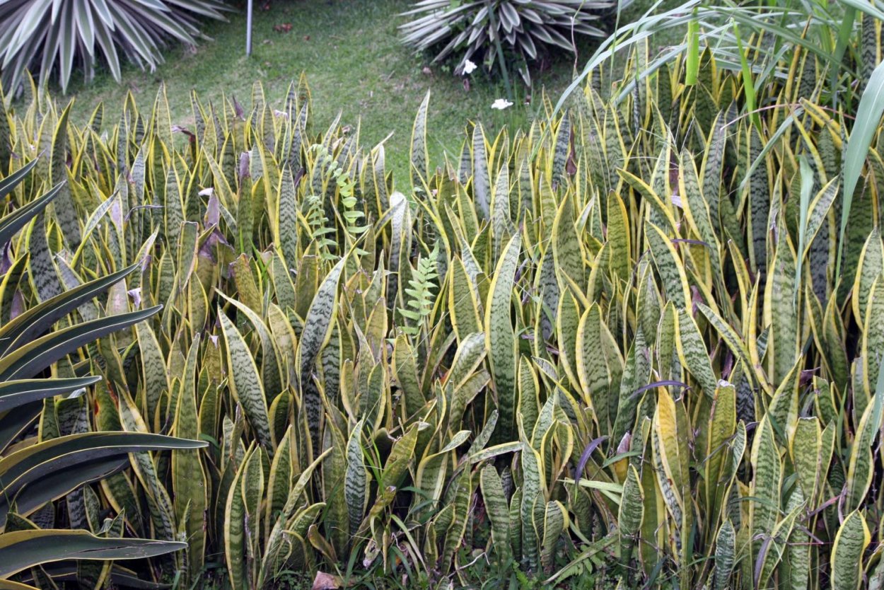 Сансевиерия грей страйп