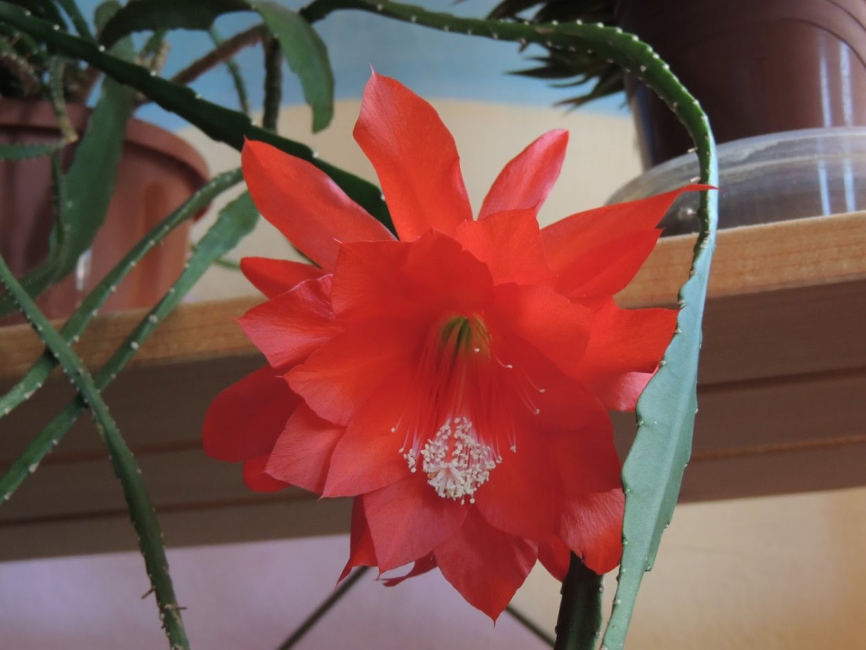 Комнатный цветок красный с хвостиком
