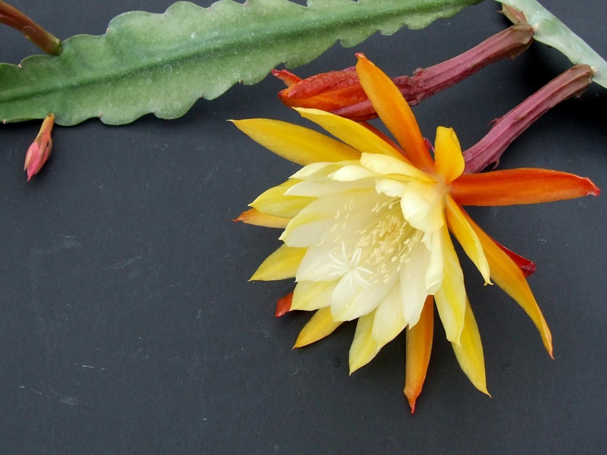 Эпифиллум Аккермана