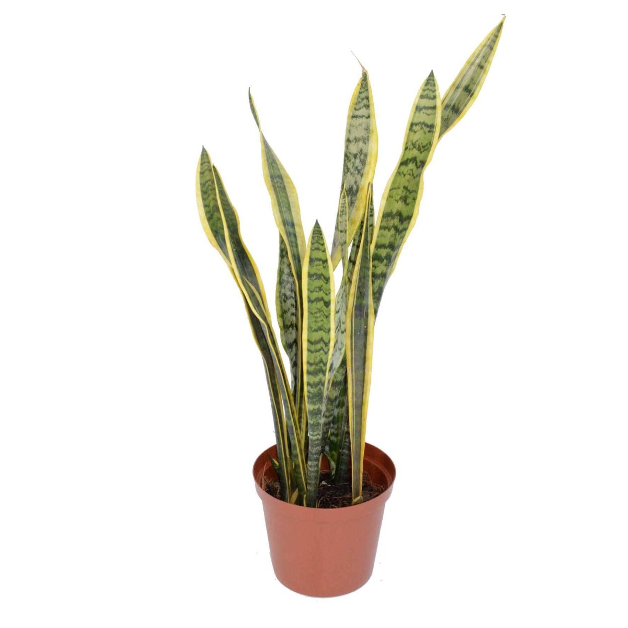 Сансевиерия Лауренти