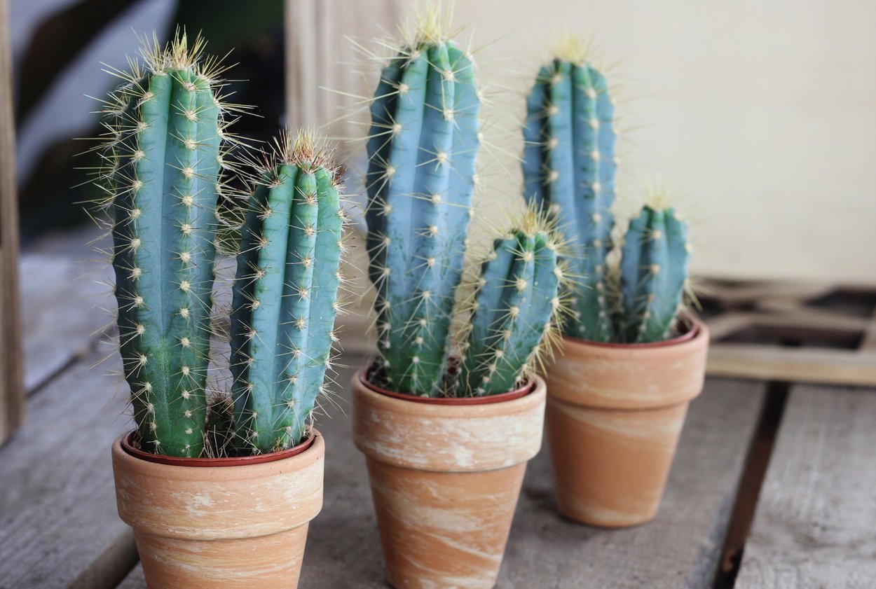 Пилозоцереус Азуреус