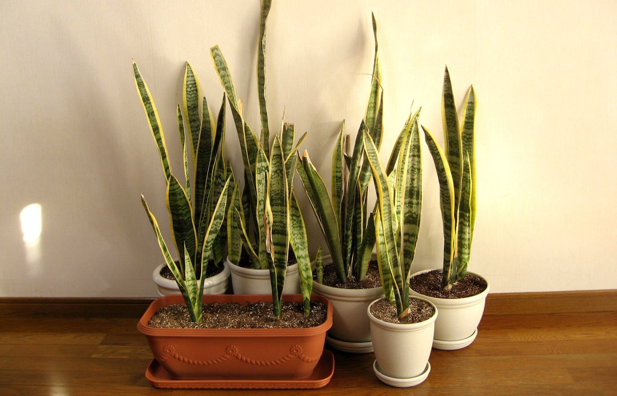 Сансевиерия длиннолистная