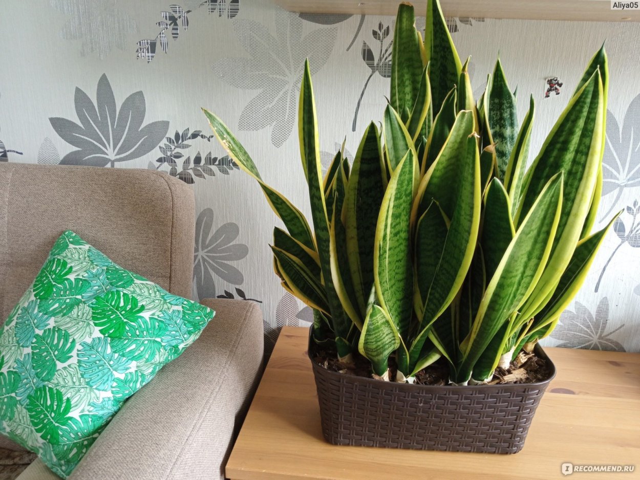 Сансевиерия щучий палец