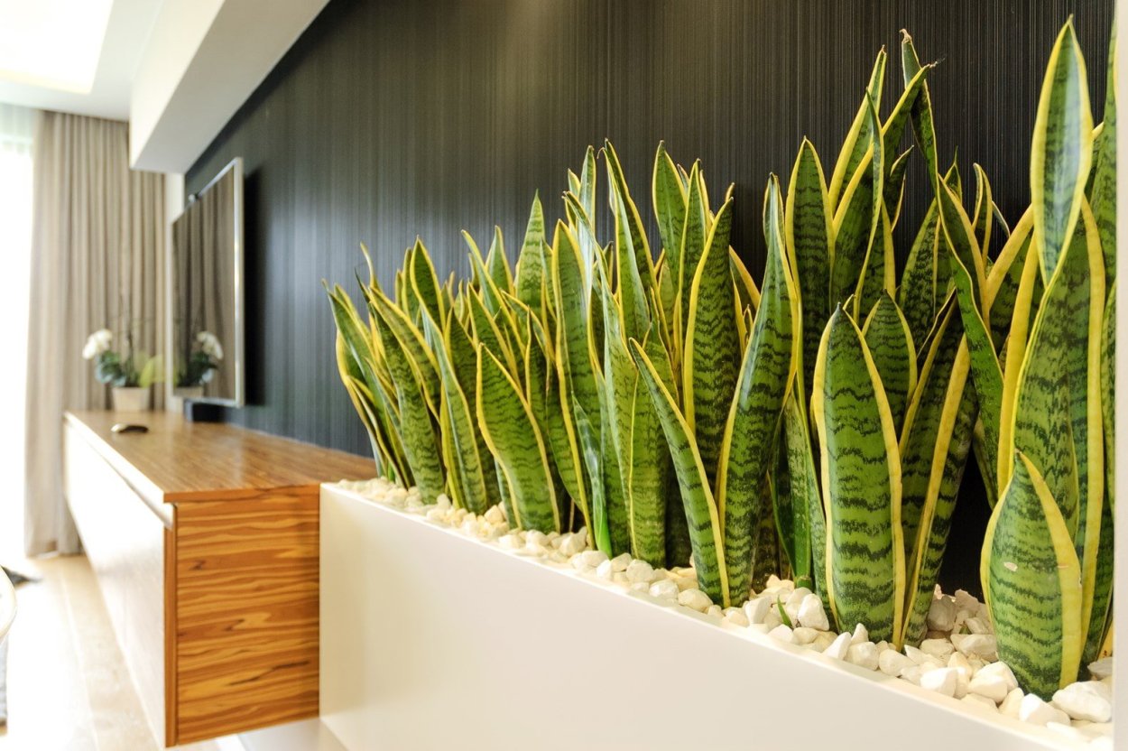 Сансевиерия трьохполосчаста (Sansevieria trifasciata).