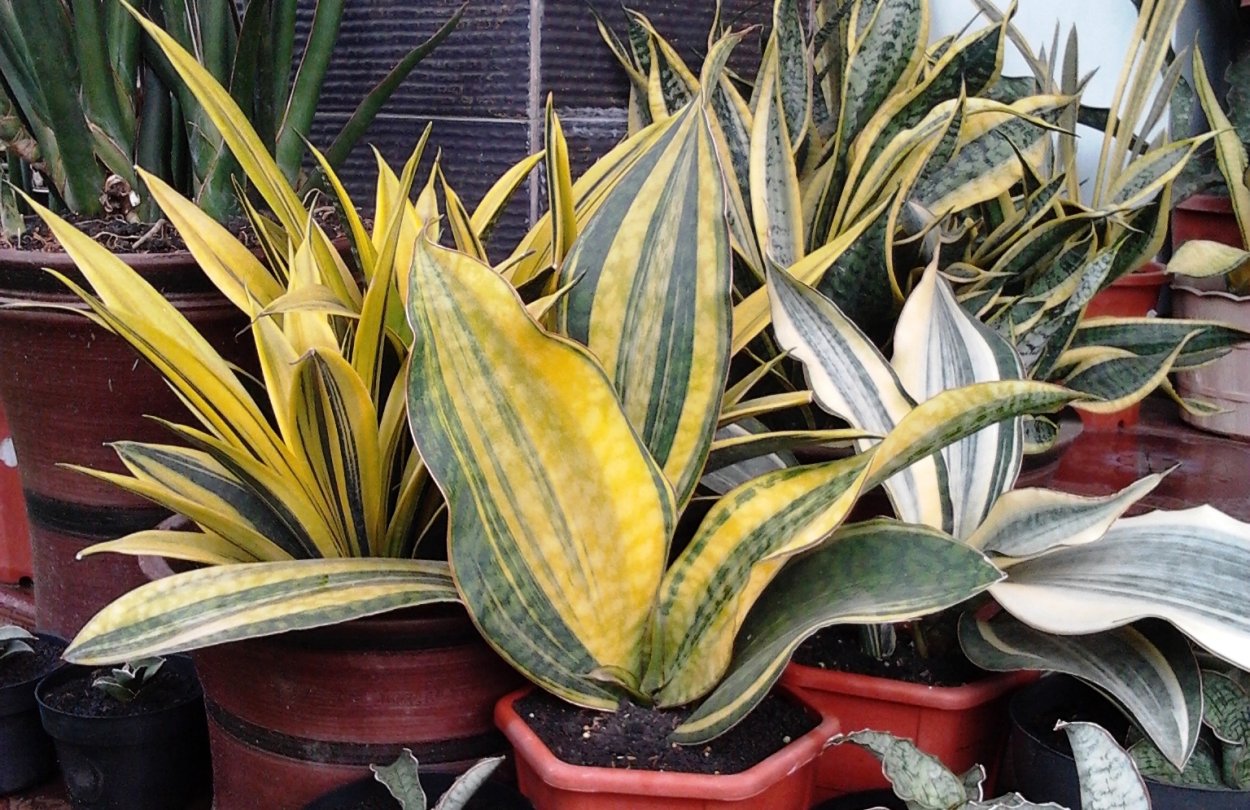 Сансевиерия Ханни медиопикта