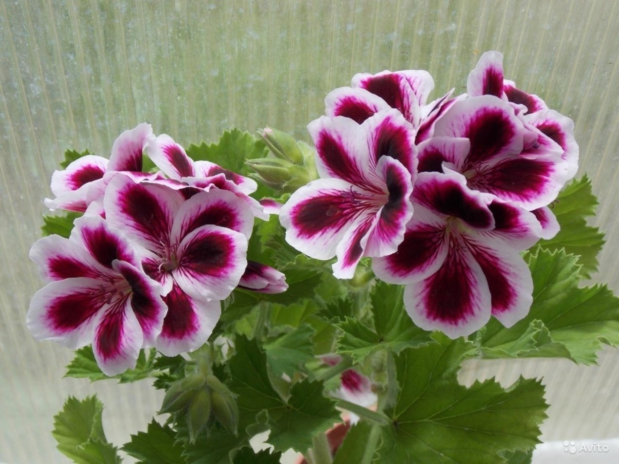 Пеларгония Королевская Arabesque