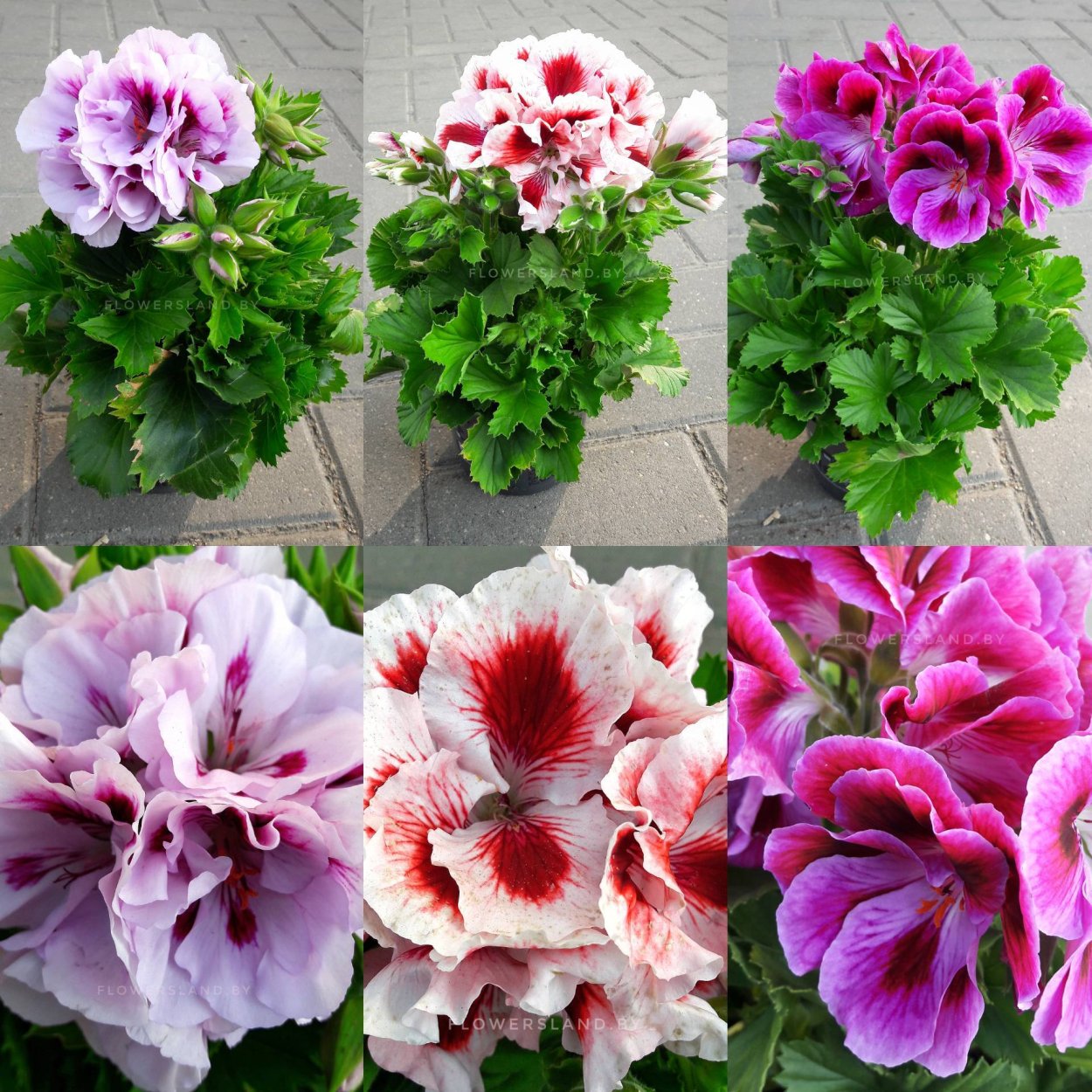 Пеларгония Королевская