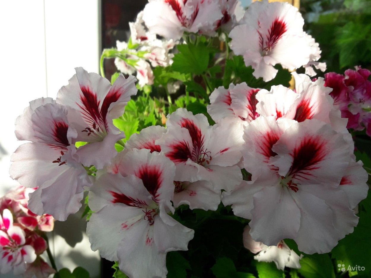 Пеларгония Королевская белая