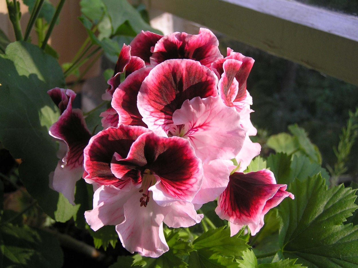 Пеларгония Королевская Cynthia