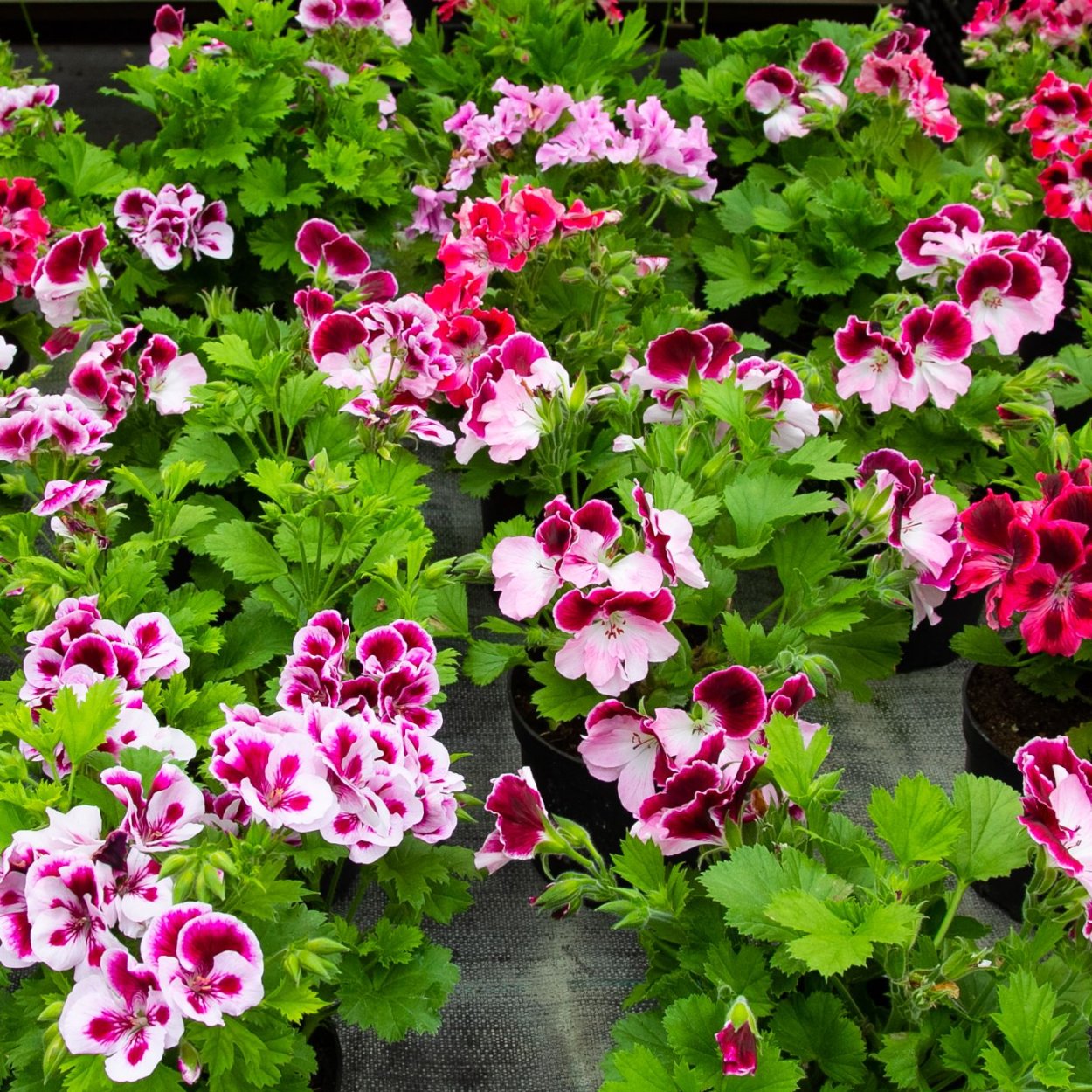 Пеларгония Королевская