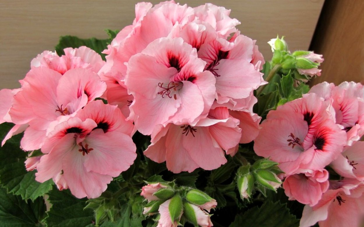 Герань Королевская пеларгония