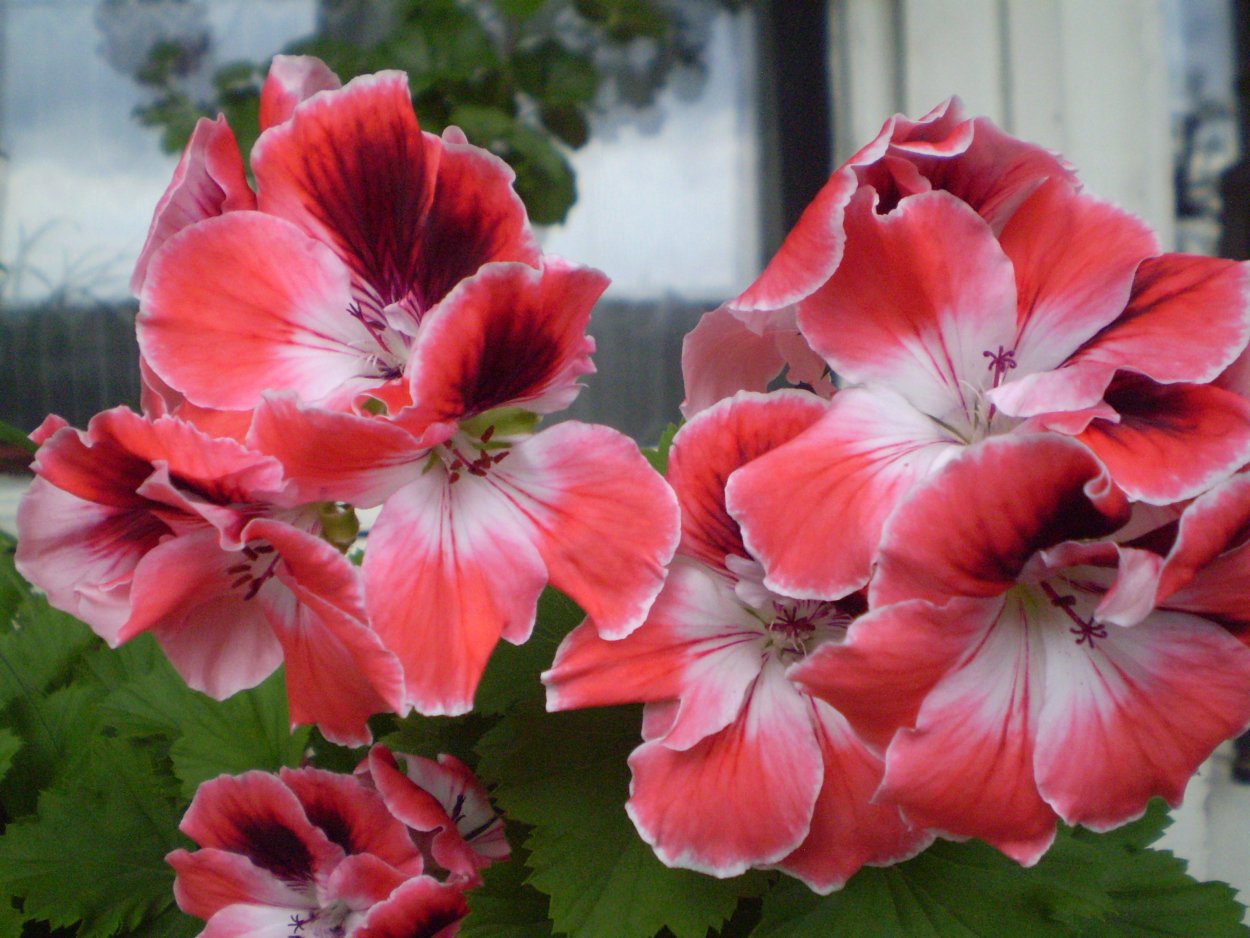 Пеларгония Королевская Manderin