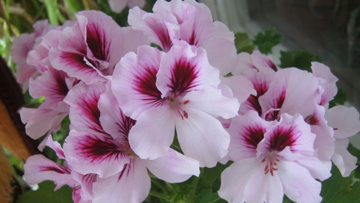 Пеларгония Королевская махровая