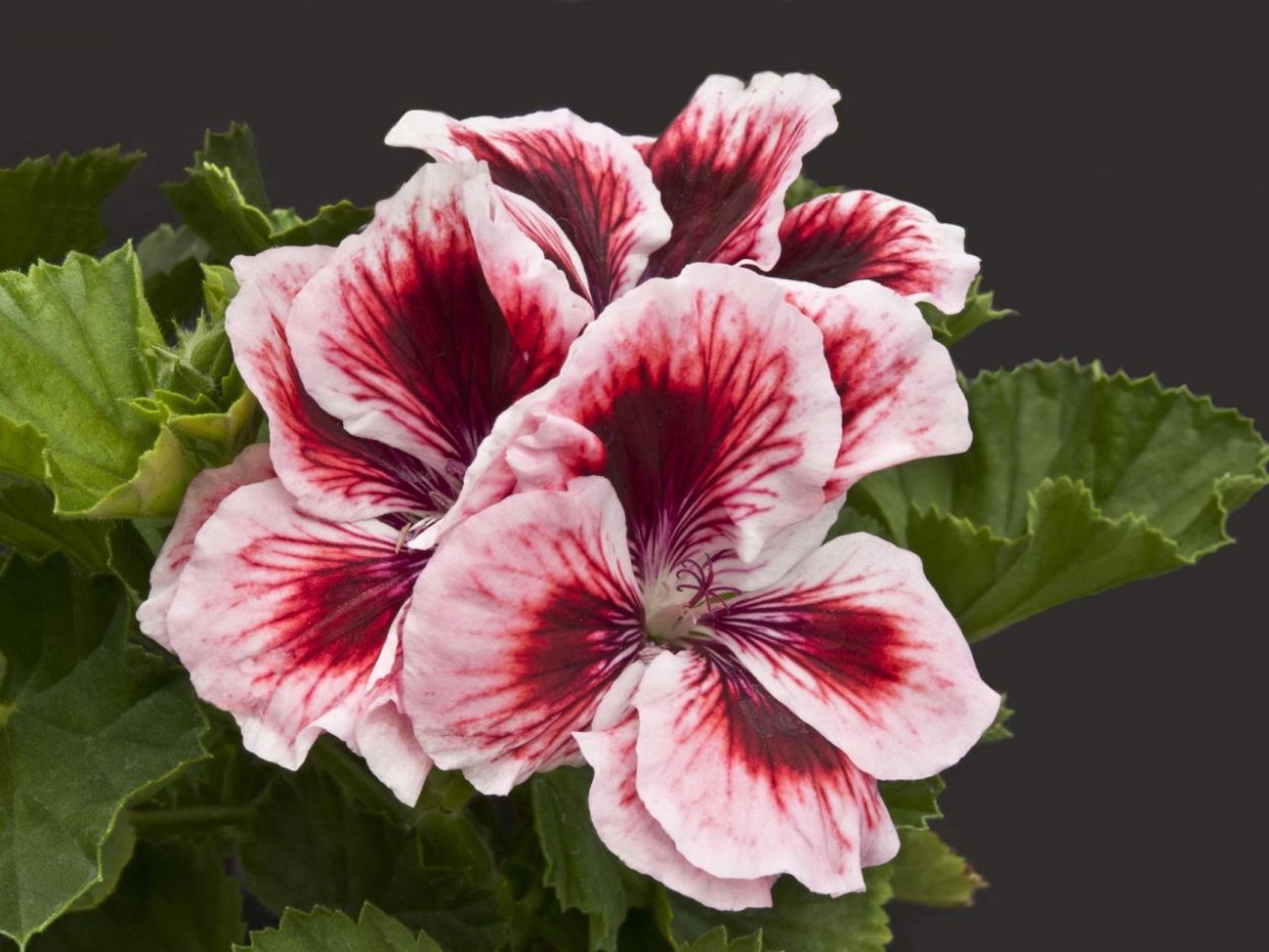 Пеларгония Элеганс Адели Королевская