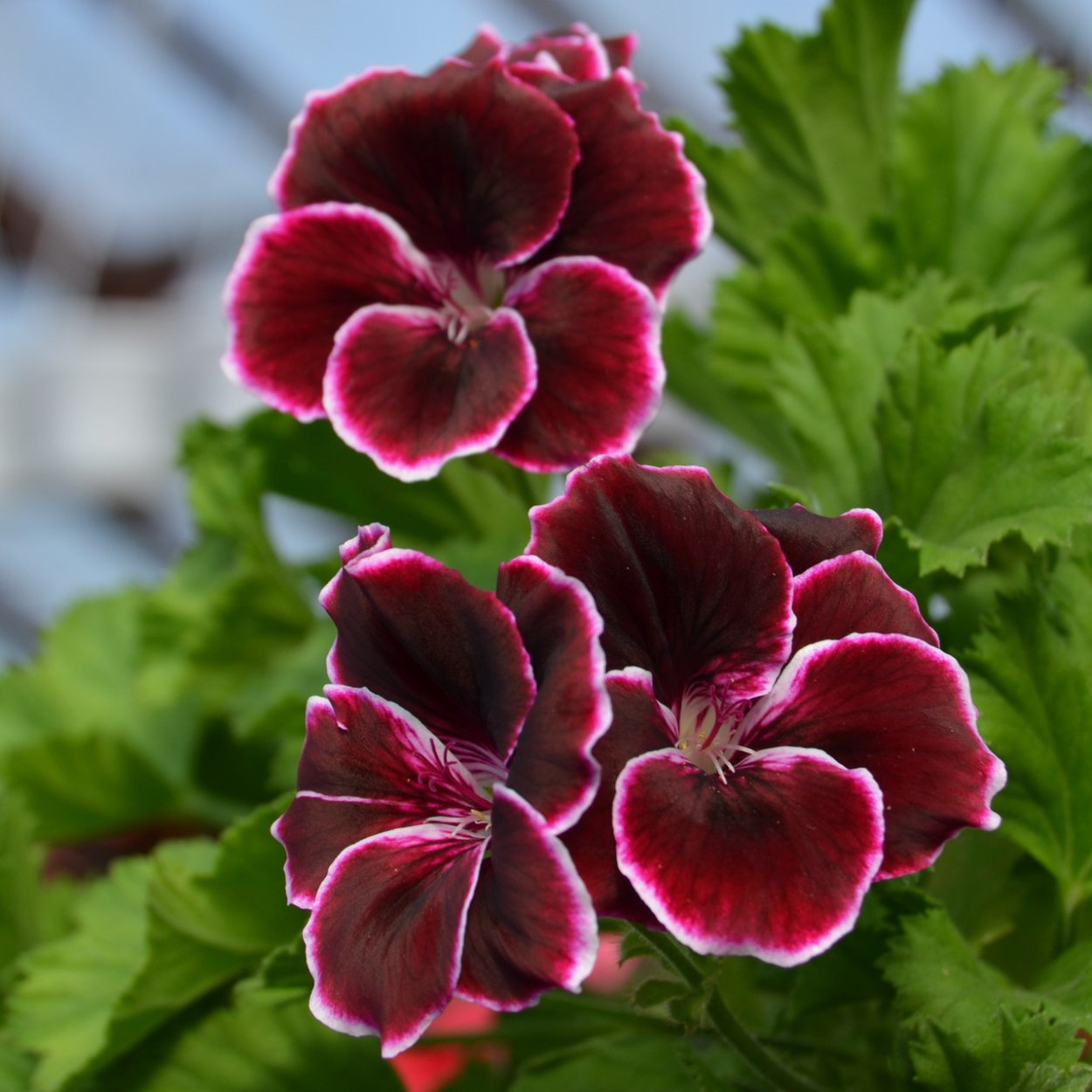 Королевская пеларгония Aristo