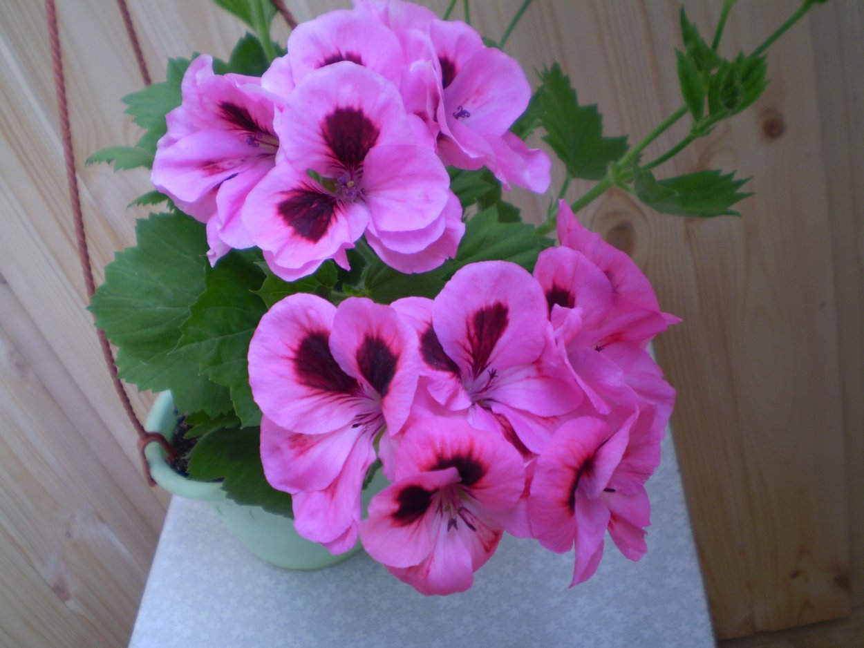 Королевская пеларгония Aldwych