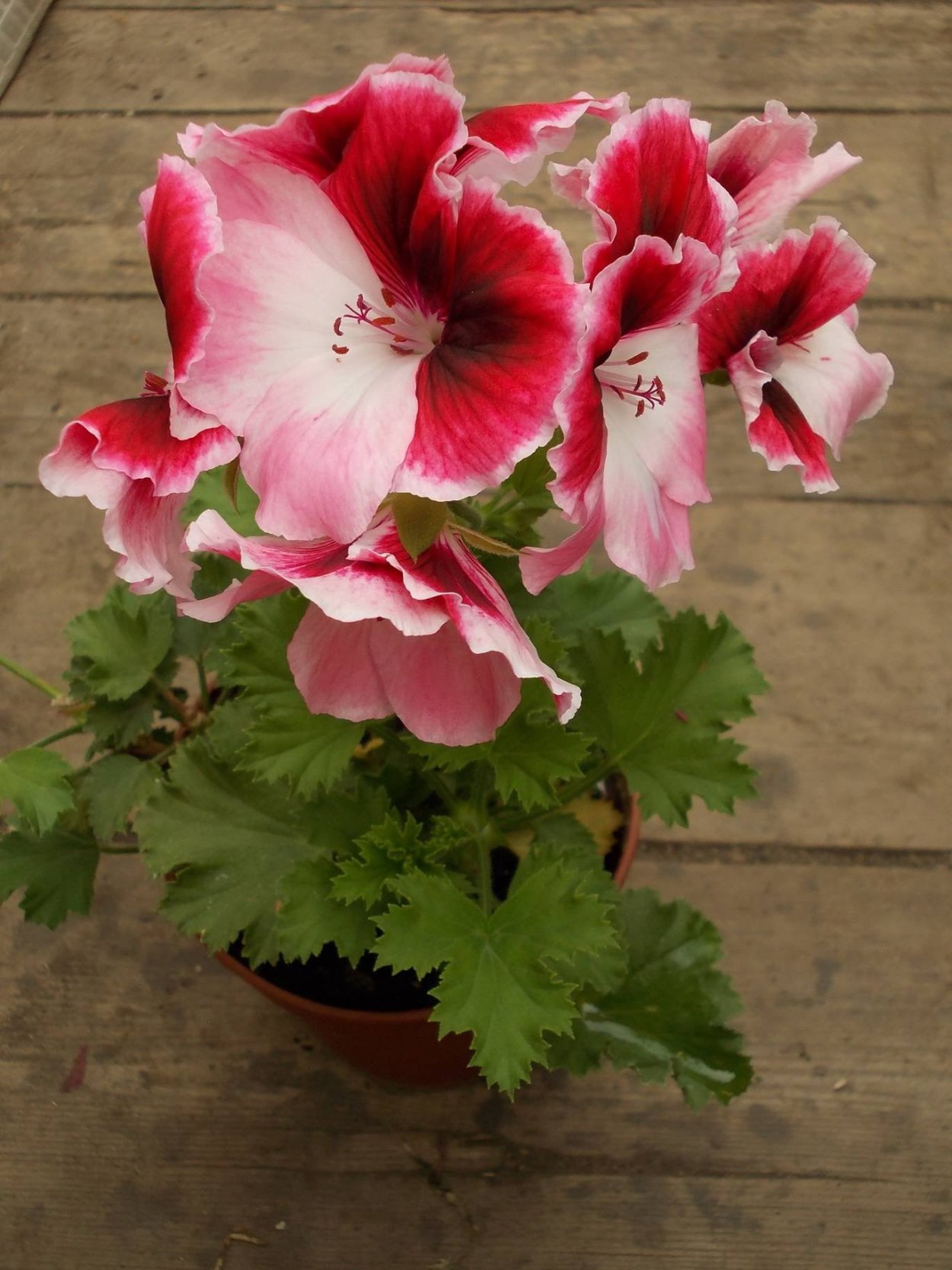 Пеларгония Elsy Hickman