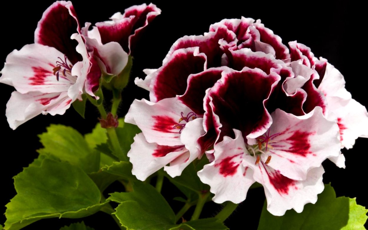 Пеларгония Королевская Nellie