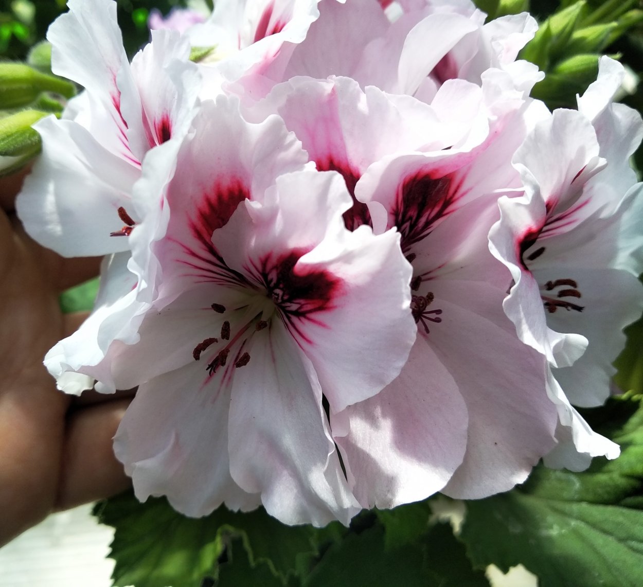 Пеларгония Мона Лиза