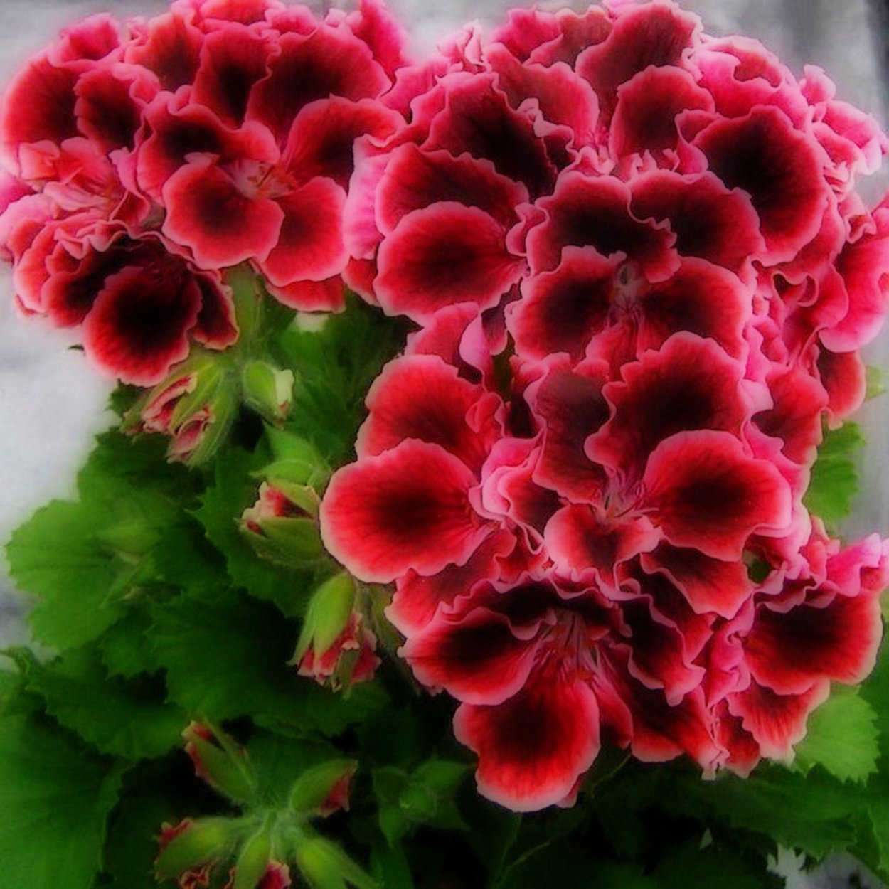 Пеларгония Элеганс Адели Королевская