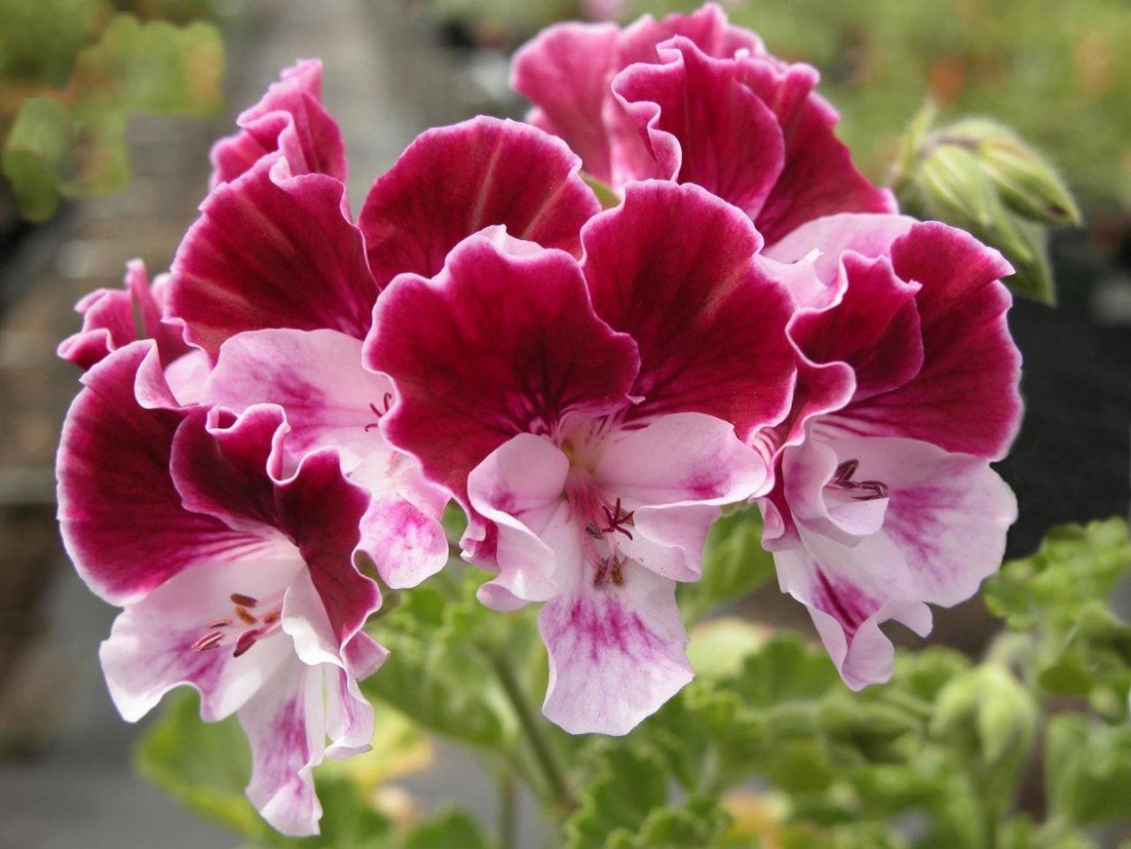 Пеларгония Королевская ампельная