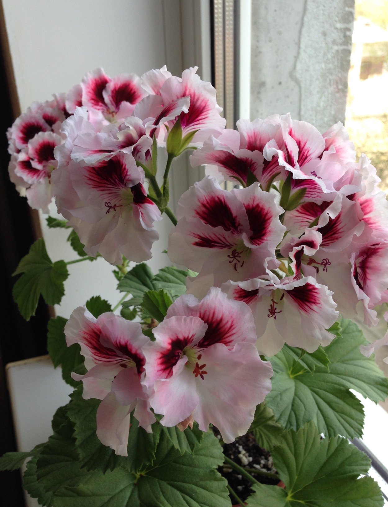 Пеларгония Королевская грандифлора