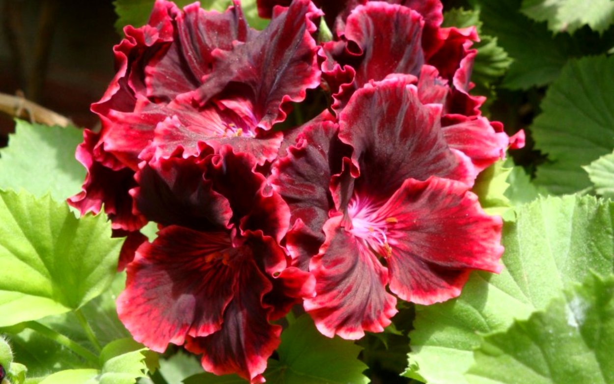 Пеларгония Королевская Элеганс Фрэнни