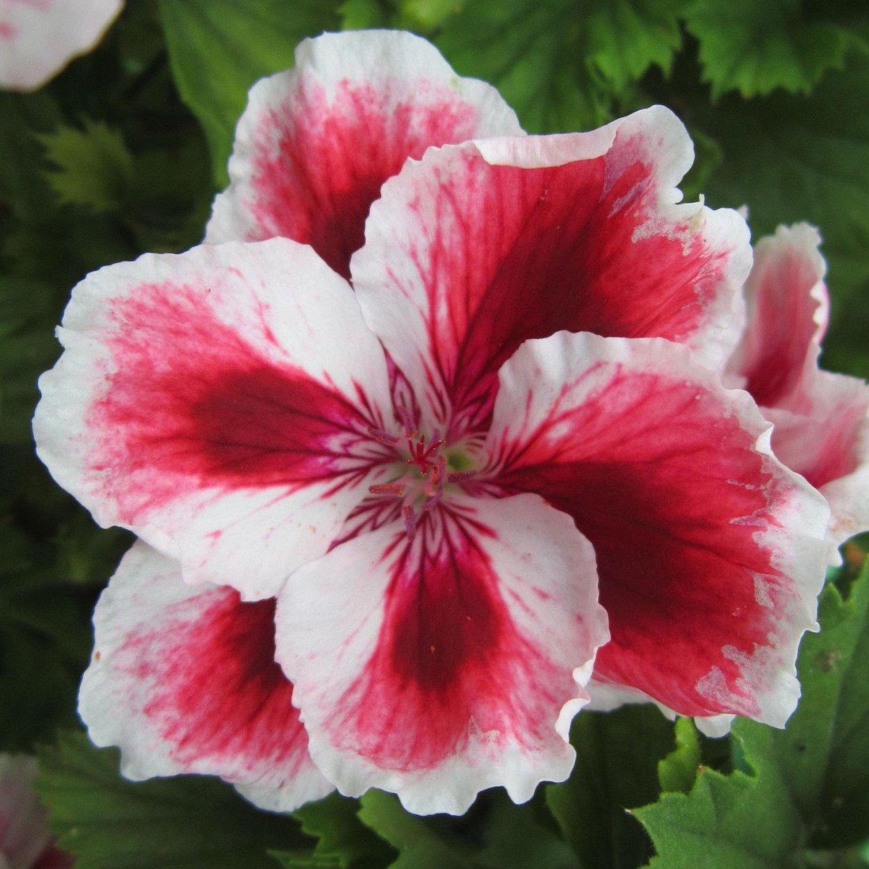 Пеларгония Королевская махровая