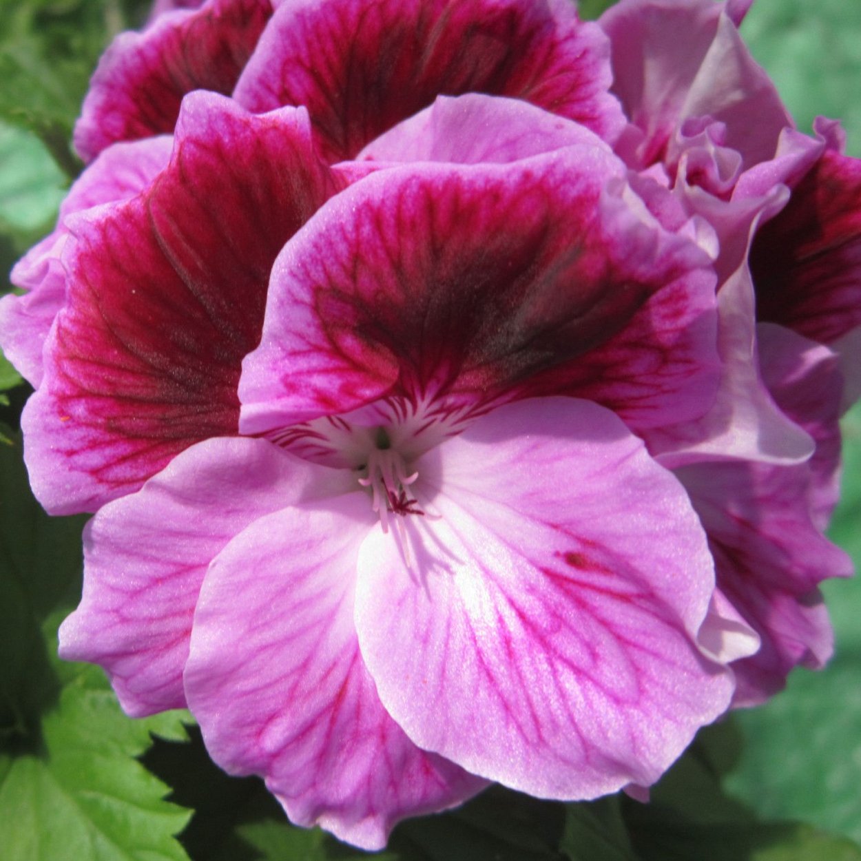 Пеларгония Королевская Фабиола