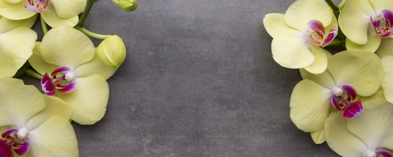 Обои на рабочий стол желтая Орхидея