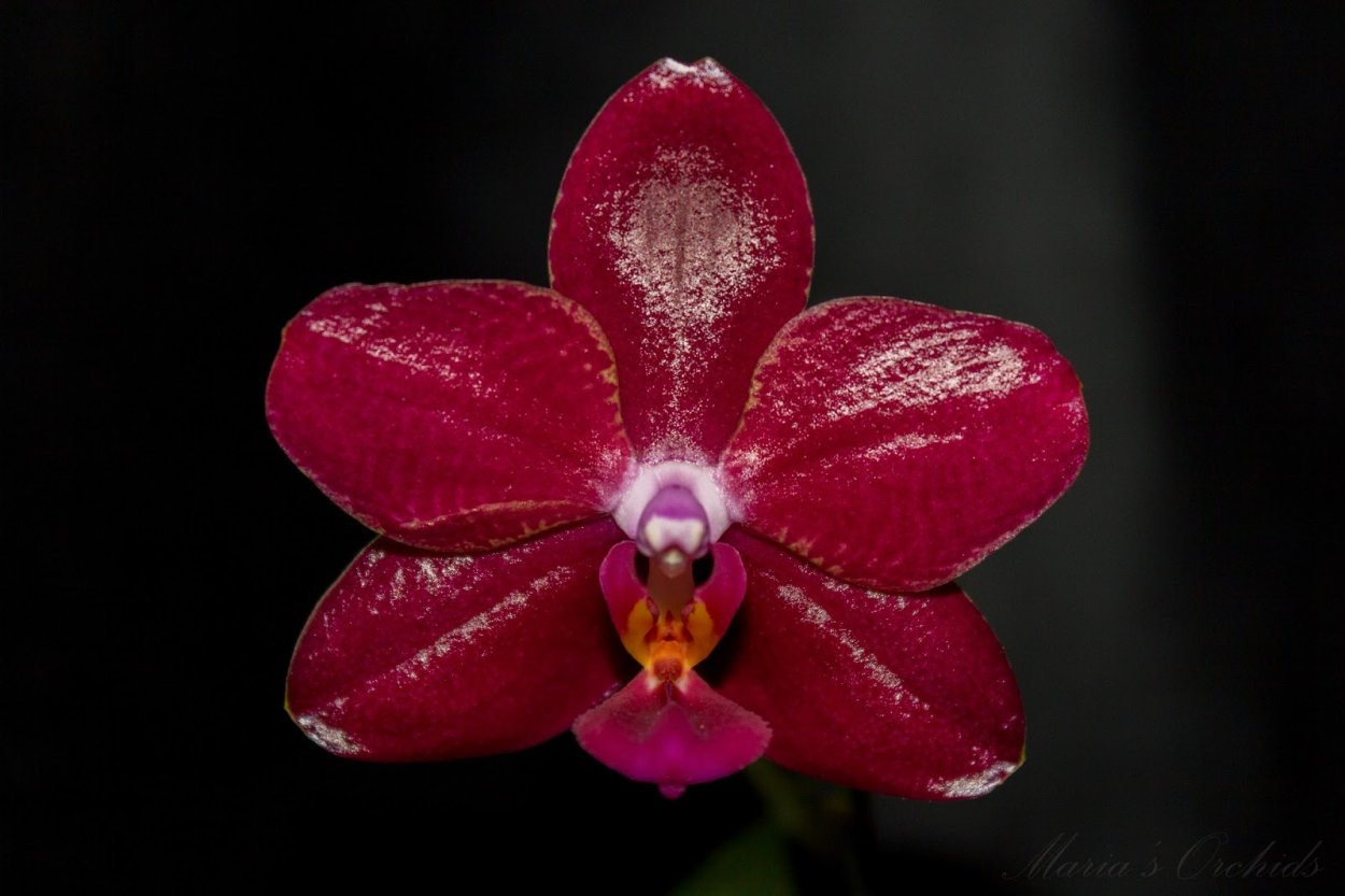 Фаленопсис ред Дрим