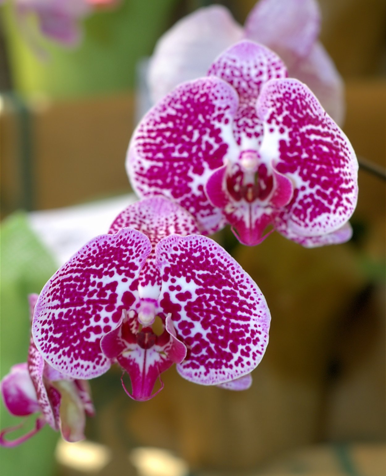 Фаленопсис Dragon Tree Maple