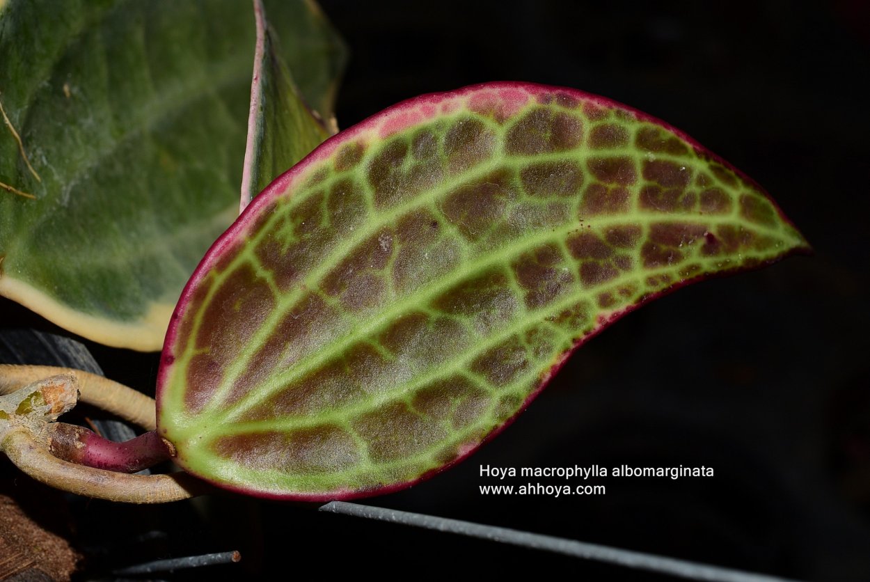 Макрофилла Альбомаргината