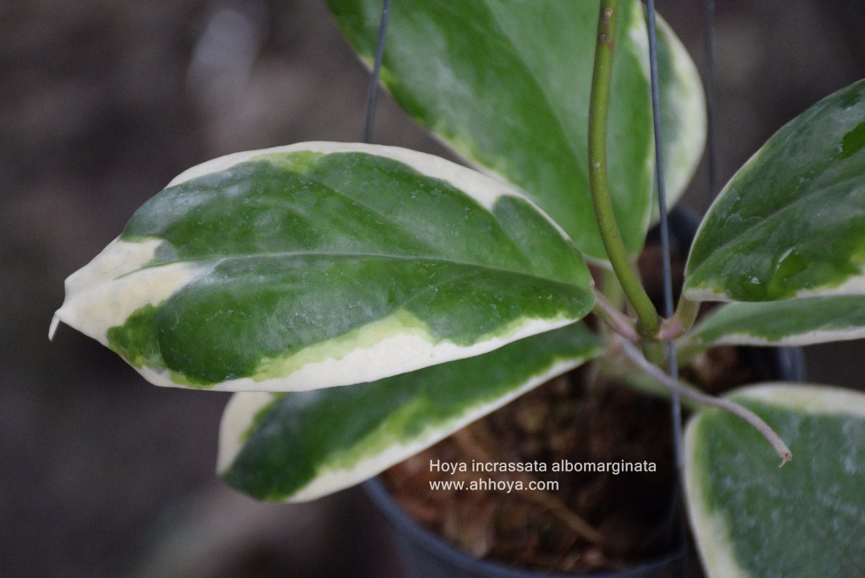 Хойя инкрассата Альбомаргината