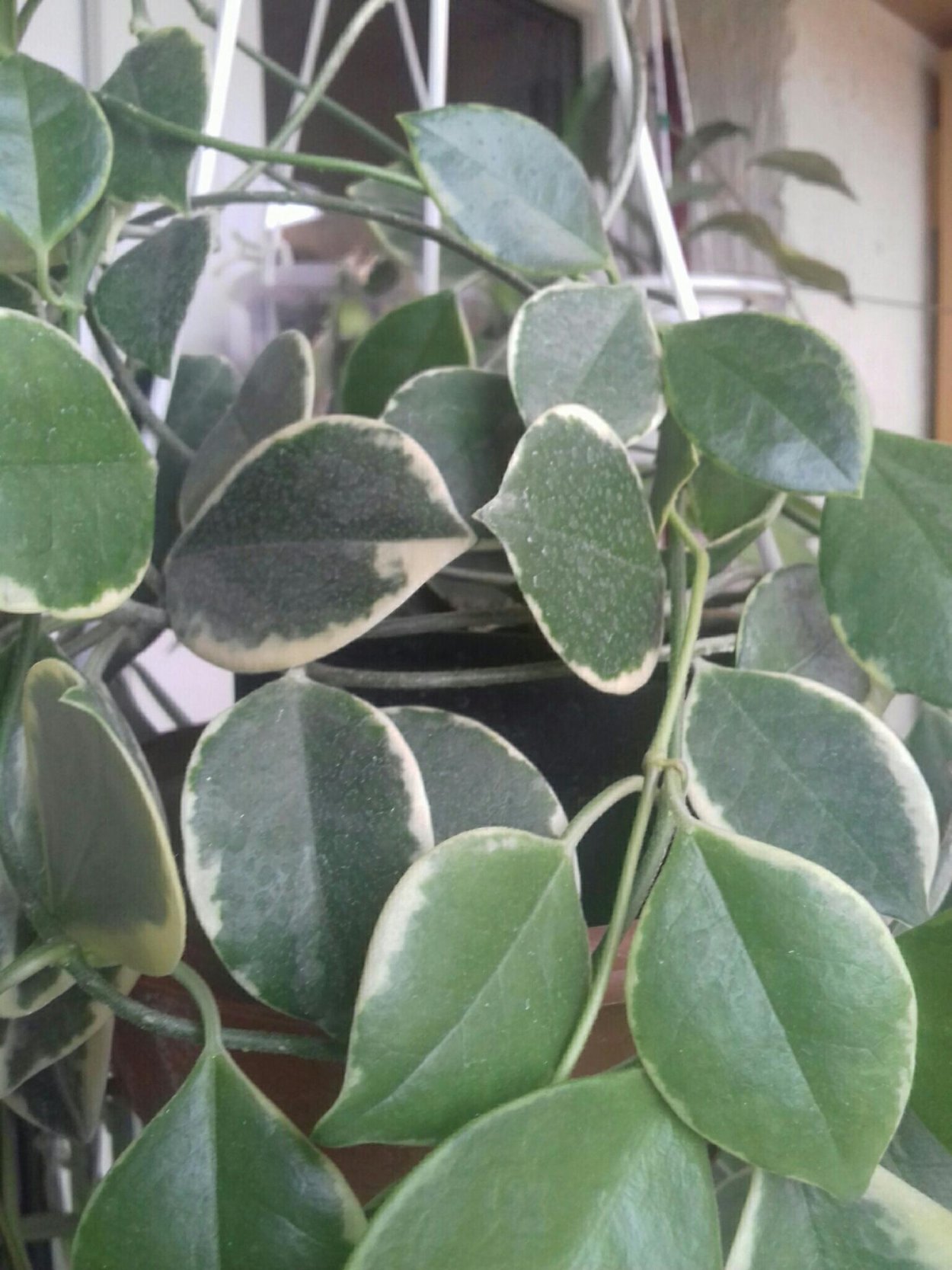 Хойя Australis albomarginata