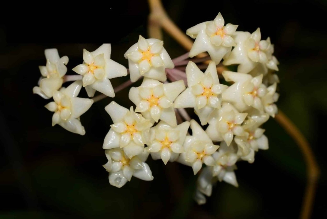 Хойя anncajanoae