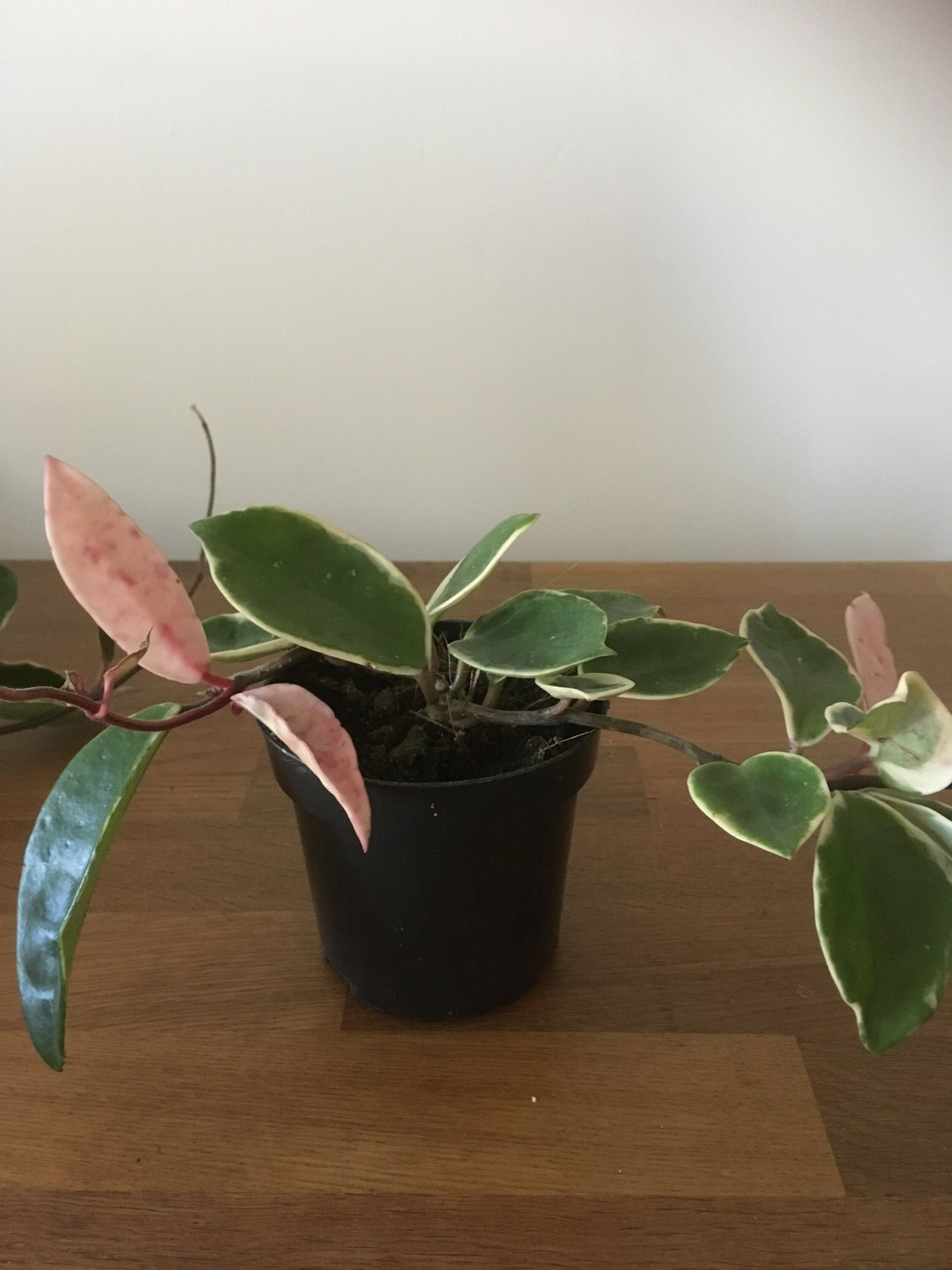 Хойя Карноза albomarginata