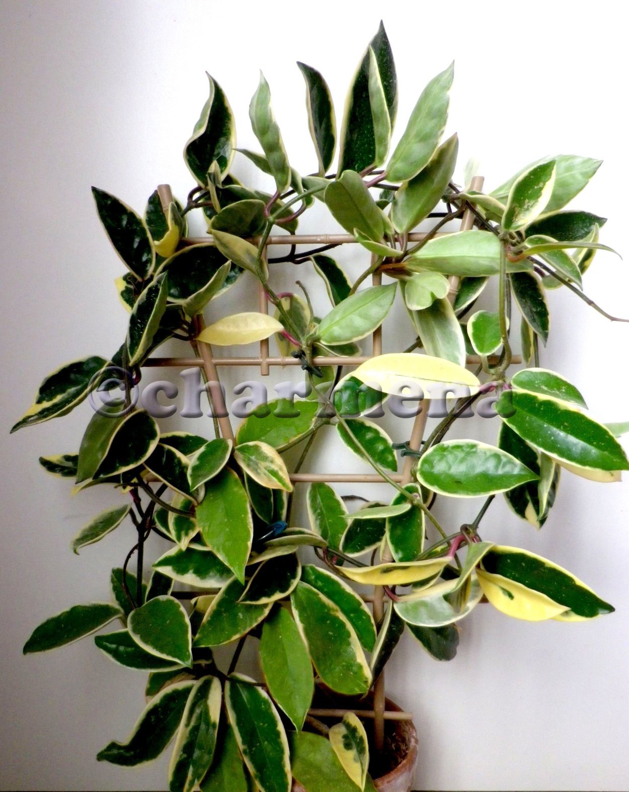 Hoya carnosa albomarginata/Хойя Карноза Альбомаргината