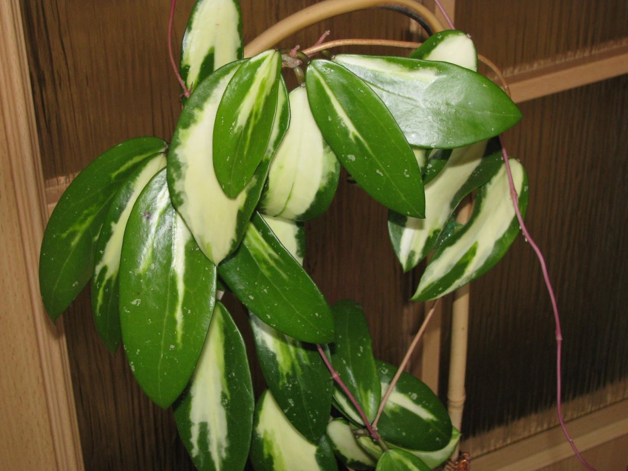 Hoya parasitica variegata