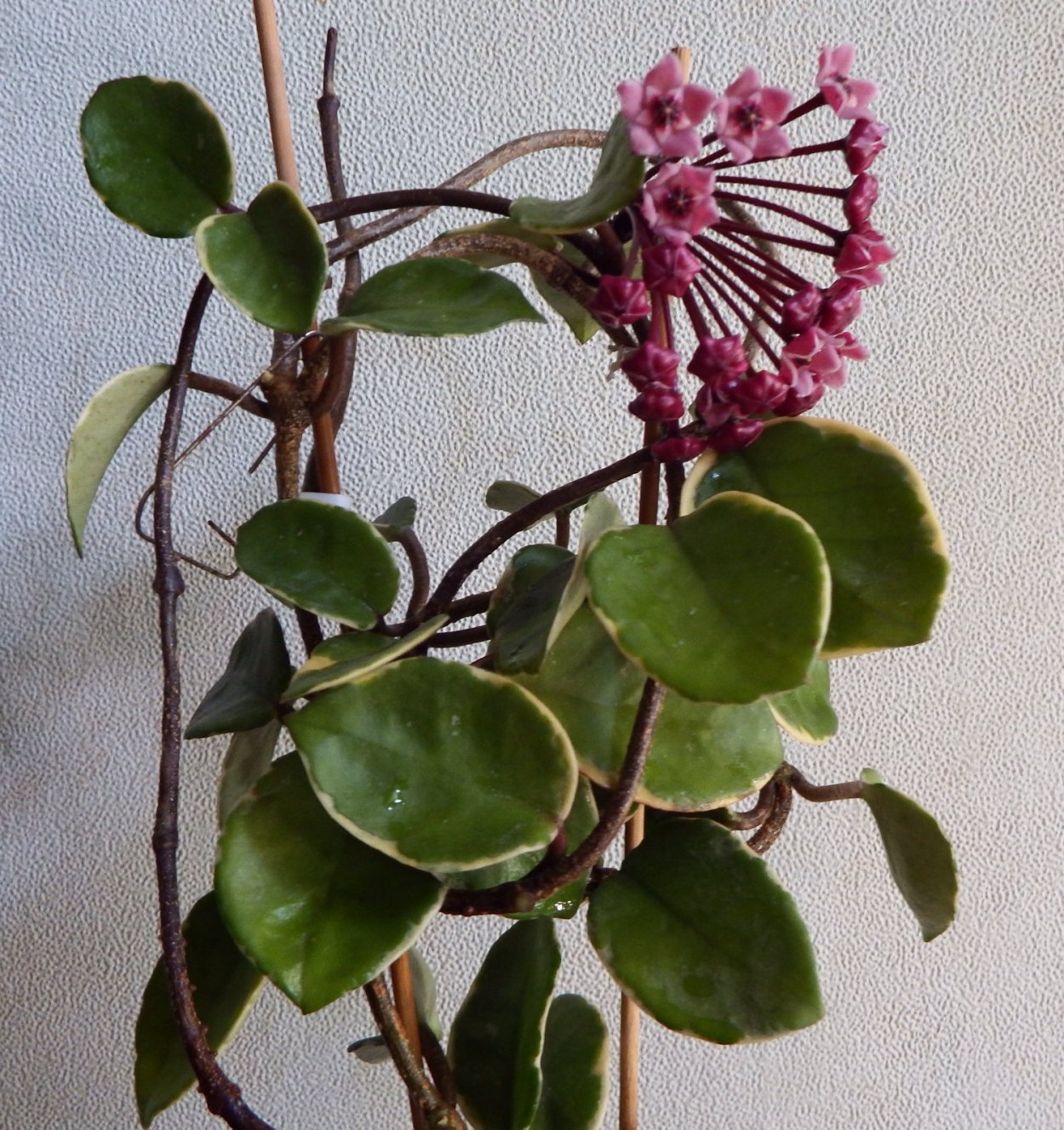 Хойя Карноза Round leaves
