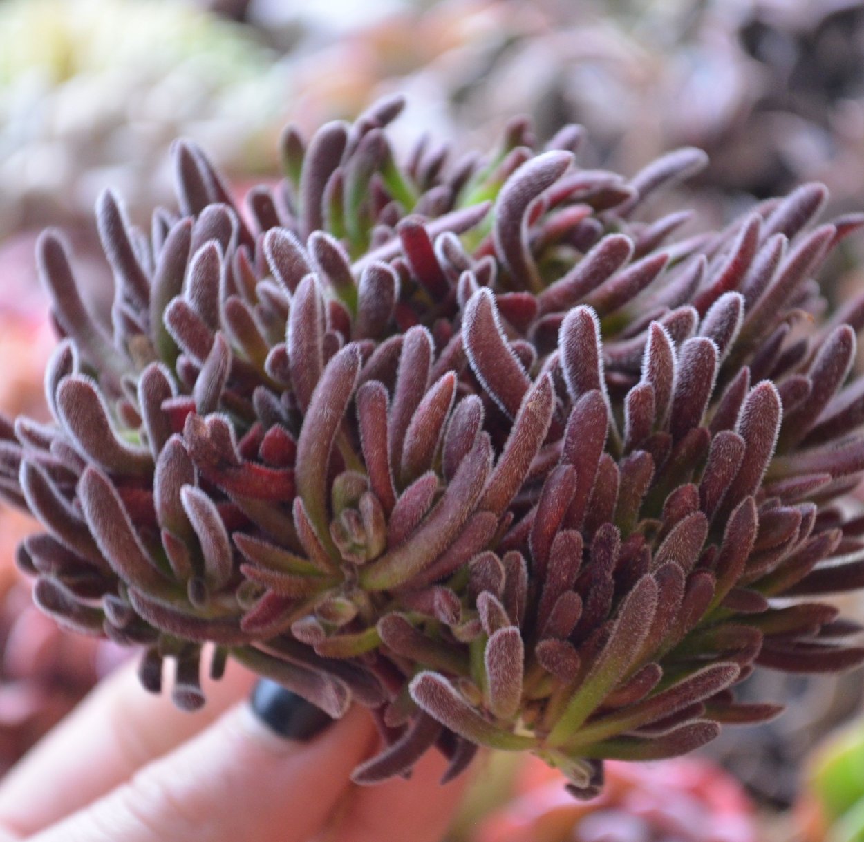 Крассула Каролина