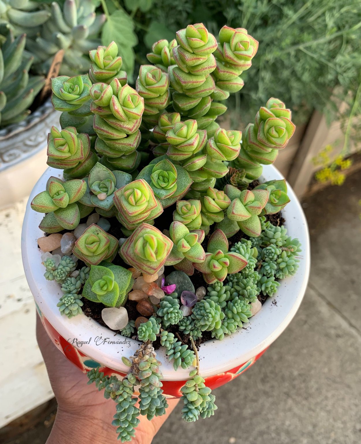 Crassula rupestris