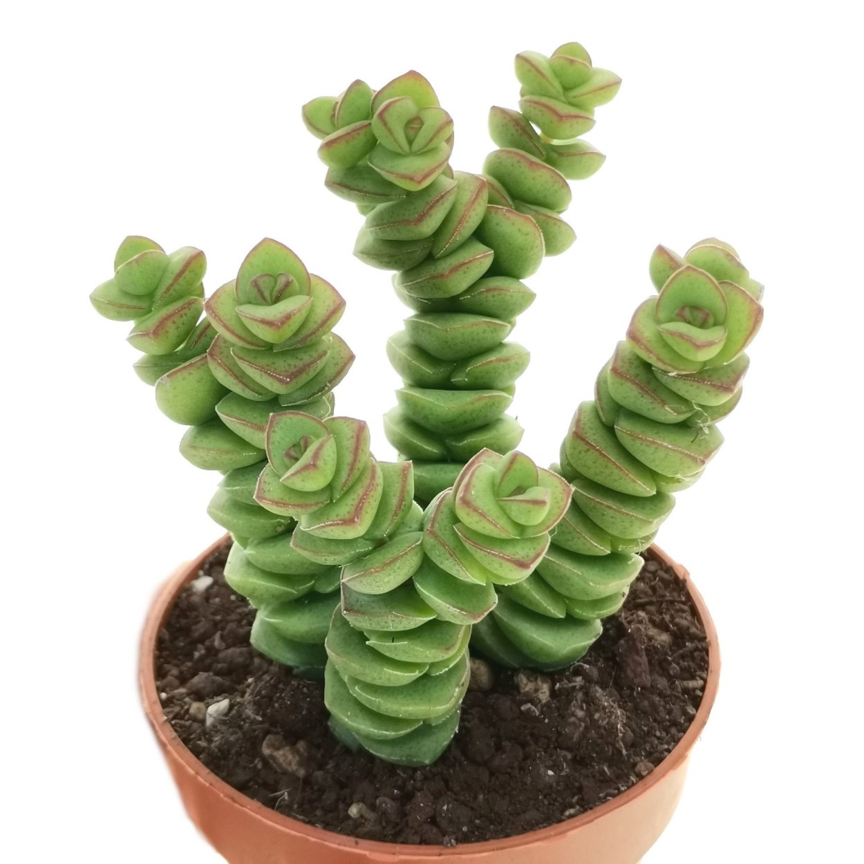 Crassula marnieriana
