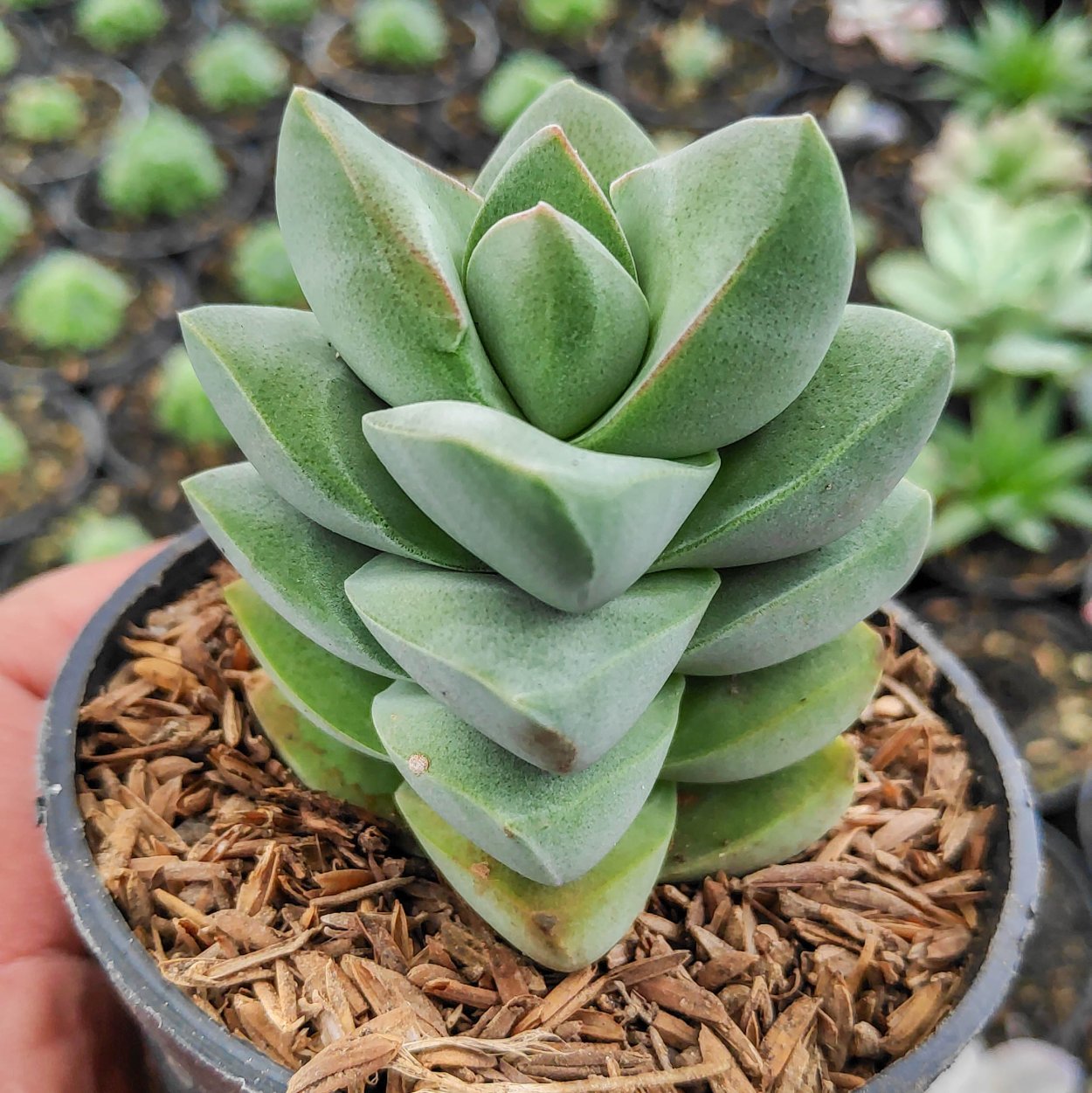 Крассула Мунглоу