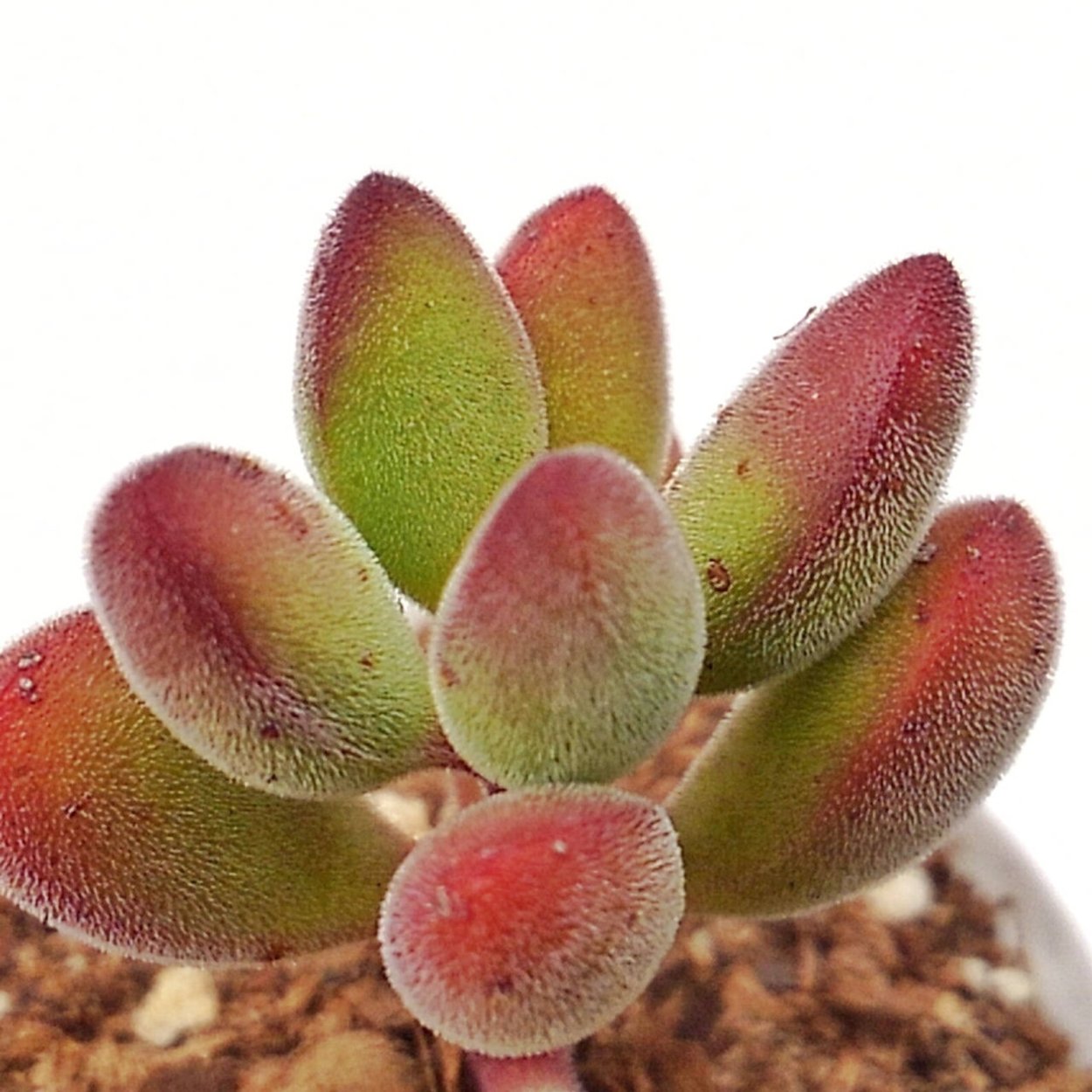 Crassula rogersii